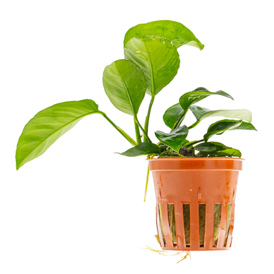 Anubias barteri caladiifolia