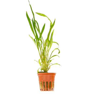 Cryptocoryne spiralis 'Red'