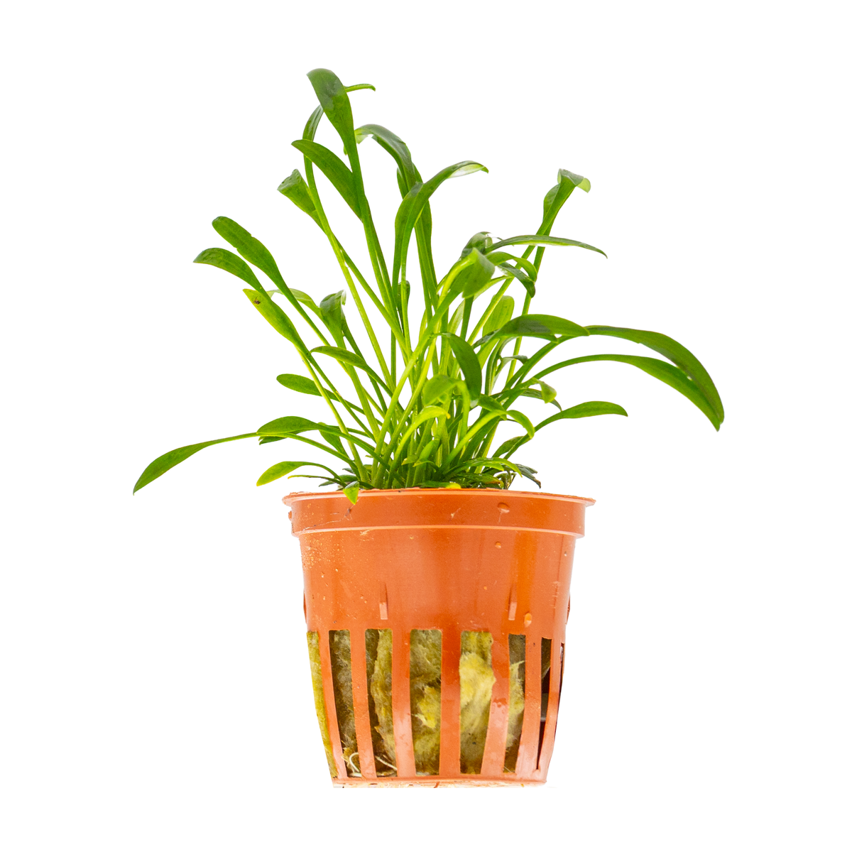 Cryptocoryne parva