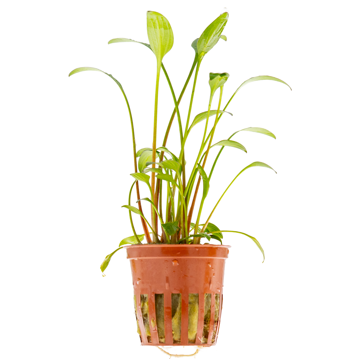 Cryptocoryne x willisii