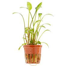 Cryptocoryne x willisii