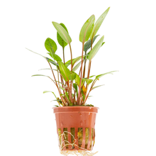 Cryptocoryne beckettii 'Petchii'