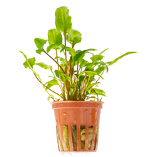 Cryptocoryne wendtii 'Green'