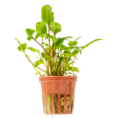 Cryptocoryne wendtii 'Green'