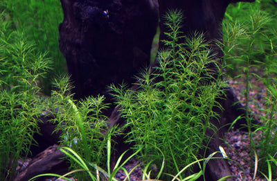 Layout 8 (225 L)