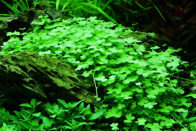 Layout 50 (300 L)