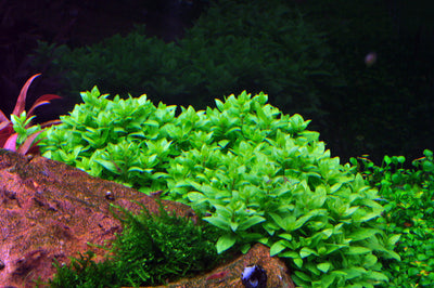 Layout 54 (270 L)