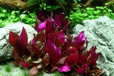 Layout 96 (300 L)