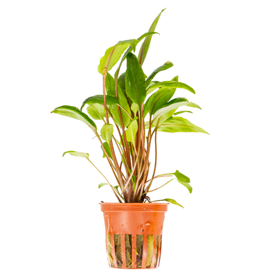 Cryptocoryne undulata 'Broad Leaf'