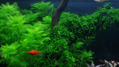 Layout 8 (225 L)