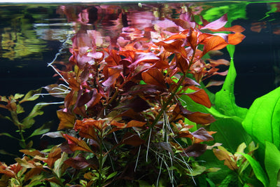 Layout 48 (300 L)