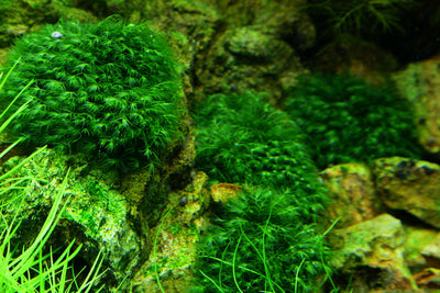 Layout 51 (100 L)