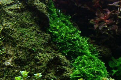 Layout 53 (225 L)