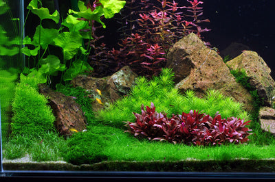 Layout 54 (270 L)
