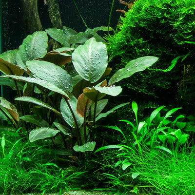 Layout 95 (300 L)