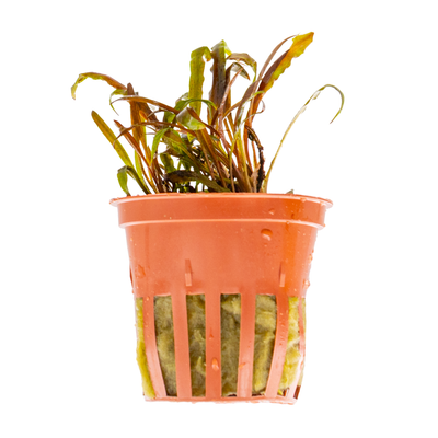 Cryptocoryne albida 'Brown'