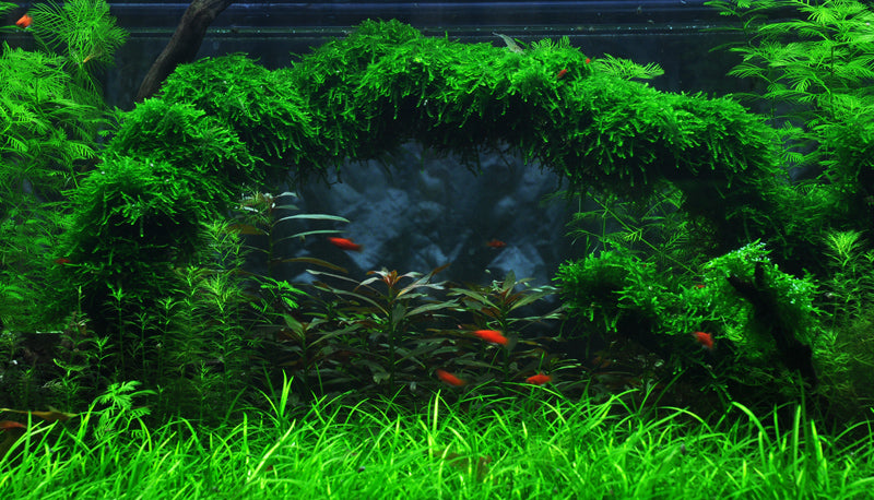 Layout 8 (225 L)