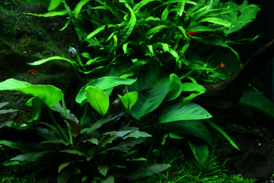 Layout 48 (300 L)