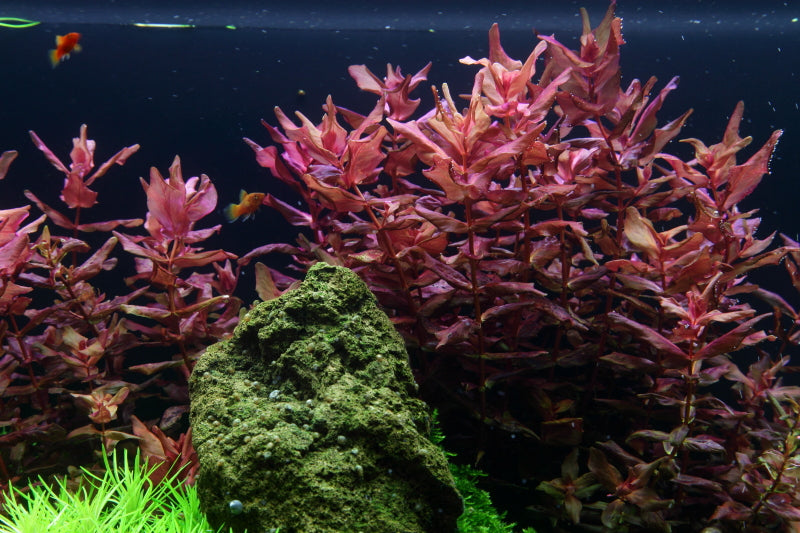 Layout 53 (225 L)