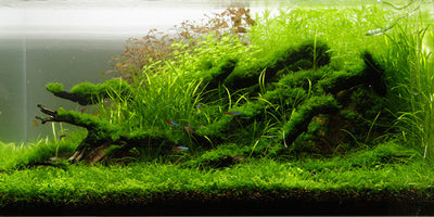 Layout 77 (80 L)