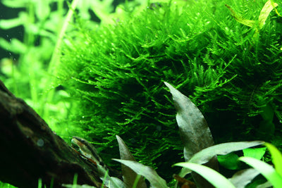 Layout 95 (300 L)