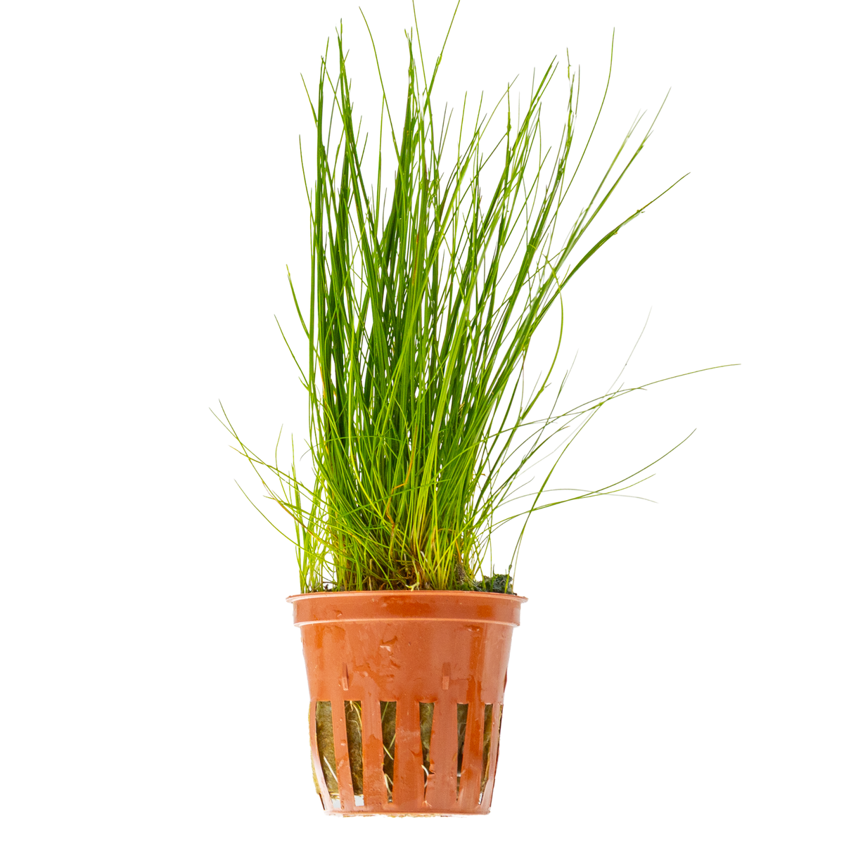 Eleocharis parvula