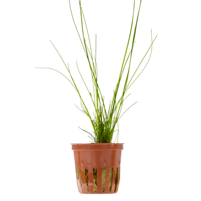 Eleocharis montevidensis