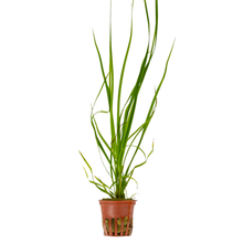 Cyperus helferi