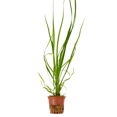 Cyperus helferi