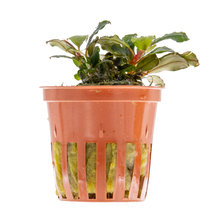 Bucephalandra sp. 'Red'