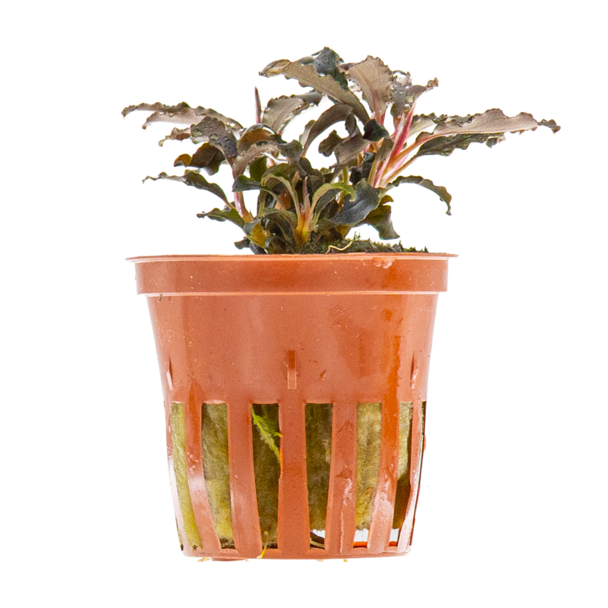 Bucephalandra 'Kedagang'