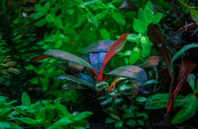 Bucephalandra sordidula 'Blue'