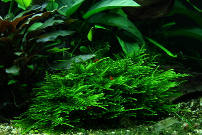 Layout 48 (300 L)