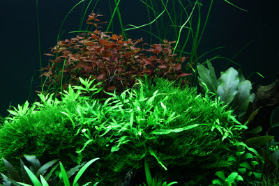 Layout 95 (300 L)