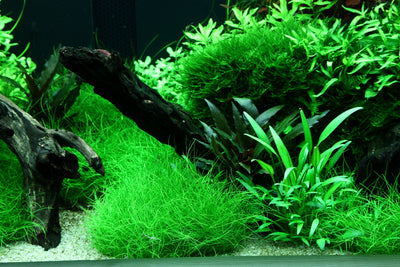 Layout 95 (300 L)