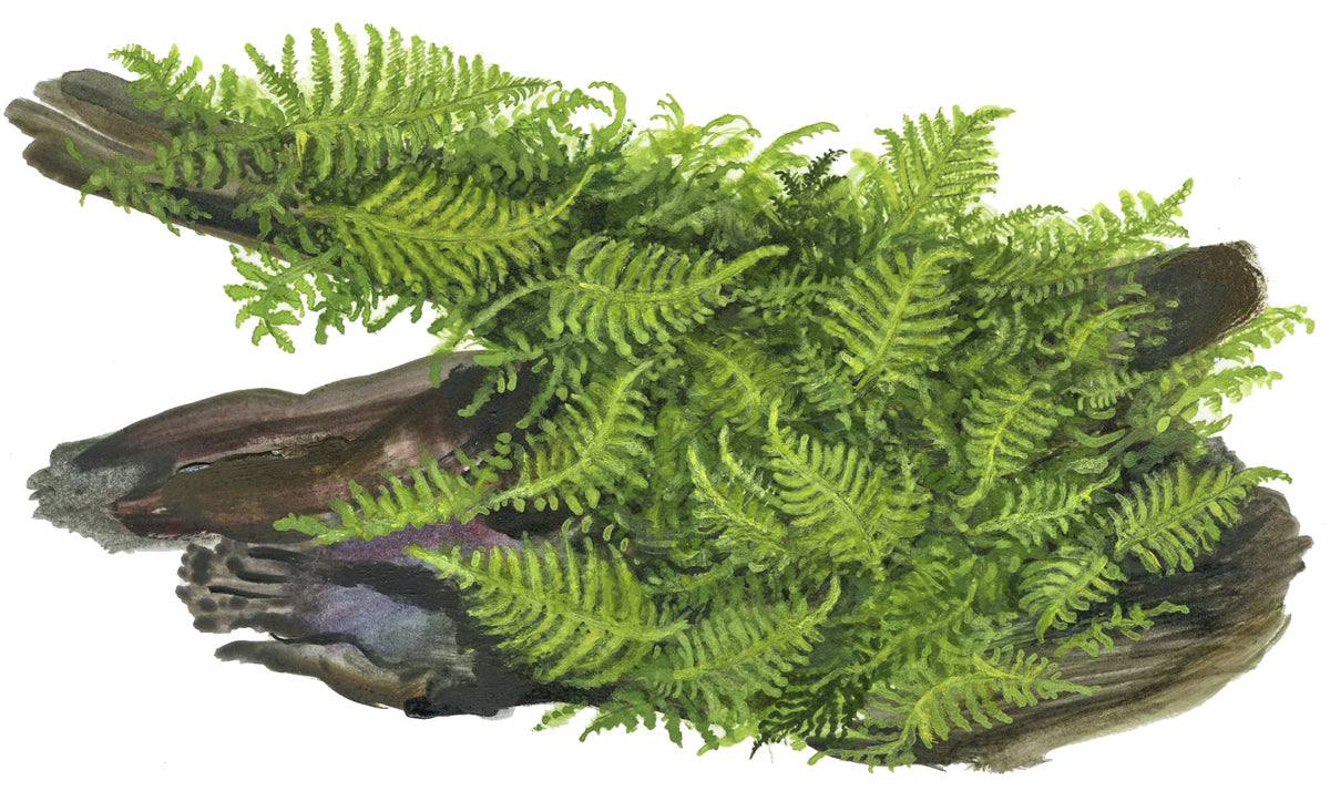 Vesicularia montagnei 'Christmas Moss'