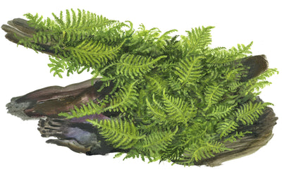 Vesicularia montagnei 'Christmas Moss'