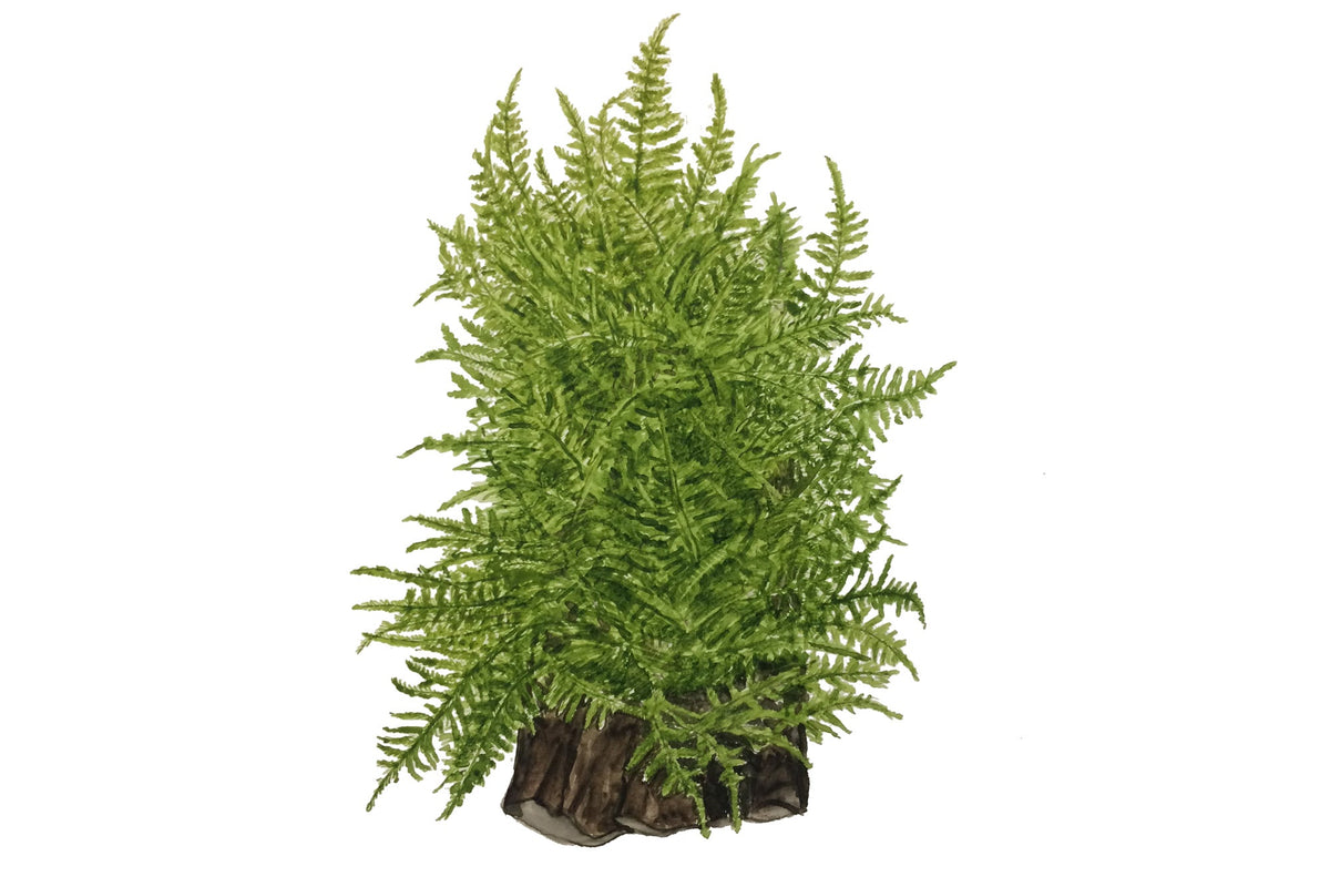 Taxiphyllum alternans 'Taiwan Moss'