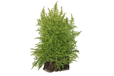 Taxiphyllum alternans 'Taiwan Moss'
