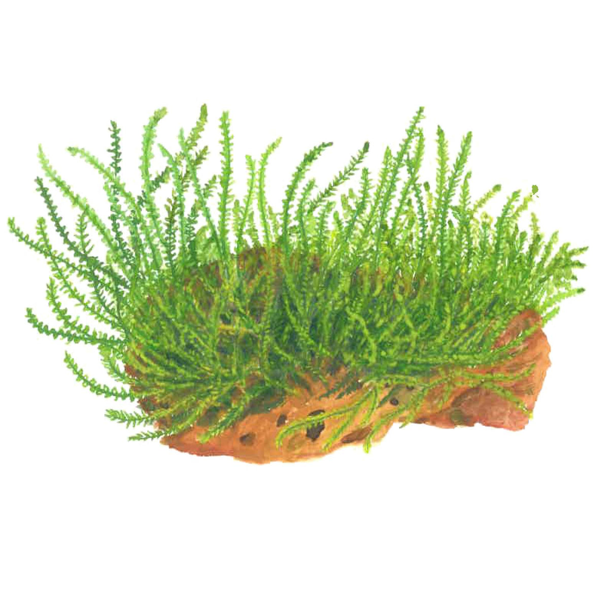 Leptodictyum riparium