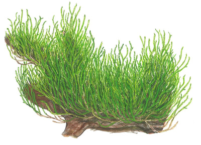 Taxiphyllum sp. 'Flame Moss'