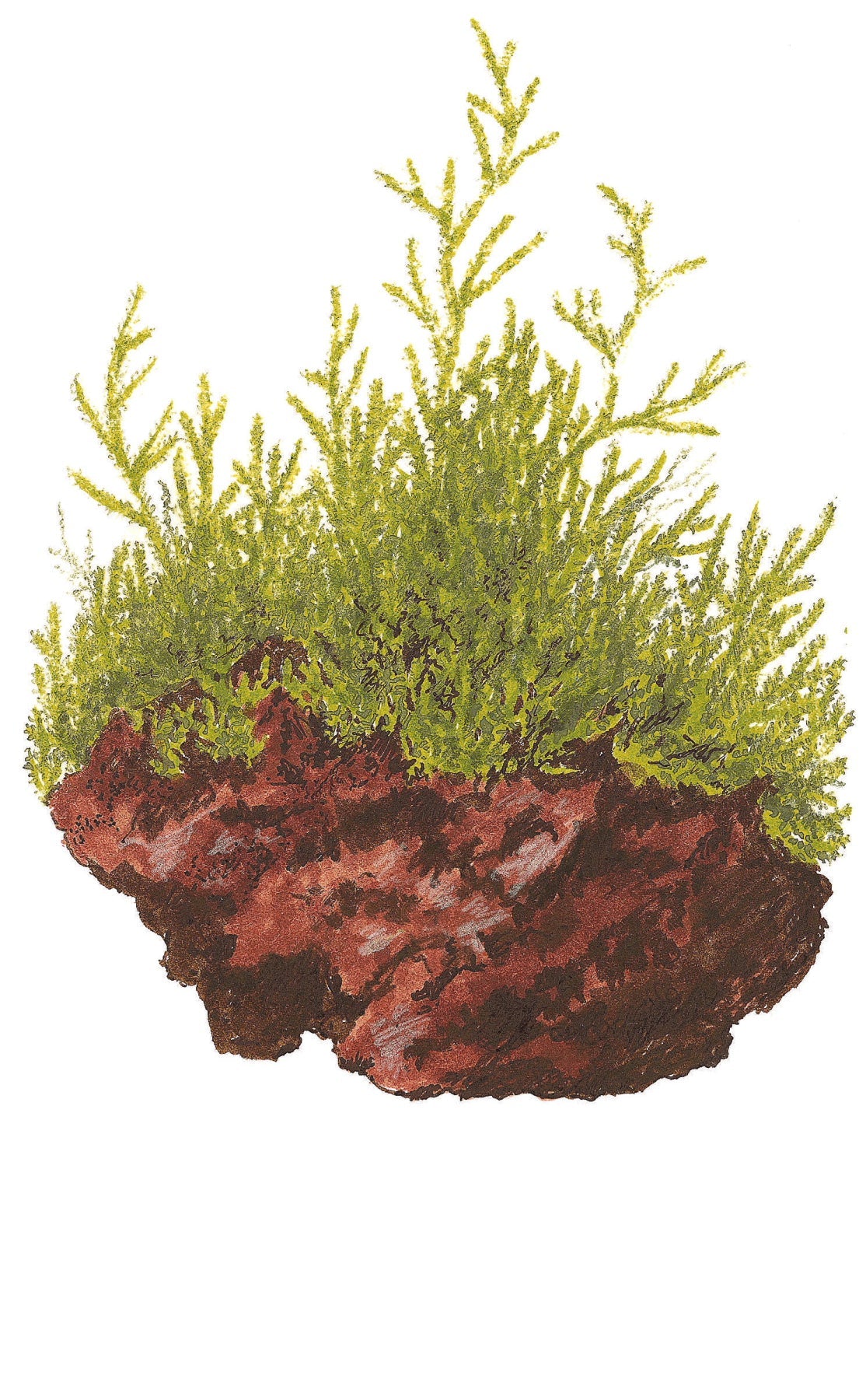 Taxiphyllum barbieri 'Bogor Moss'