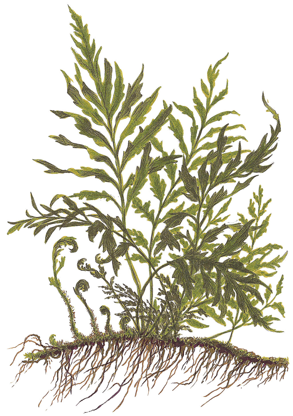 Bolbitis heudelotii