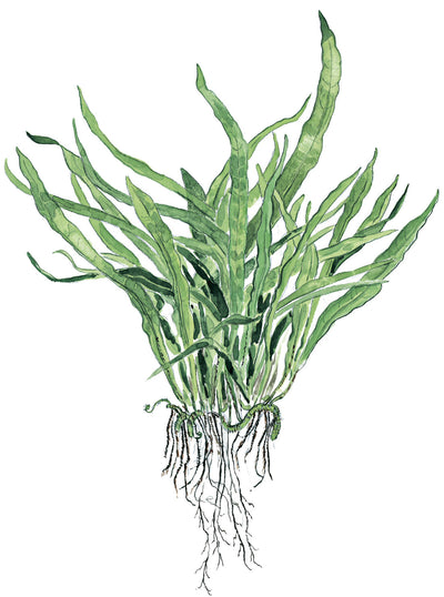 Microsorum pteropus 'Narrow'