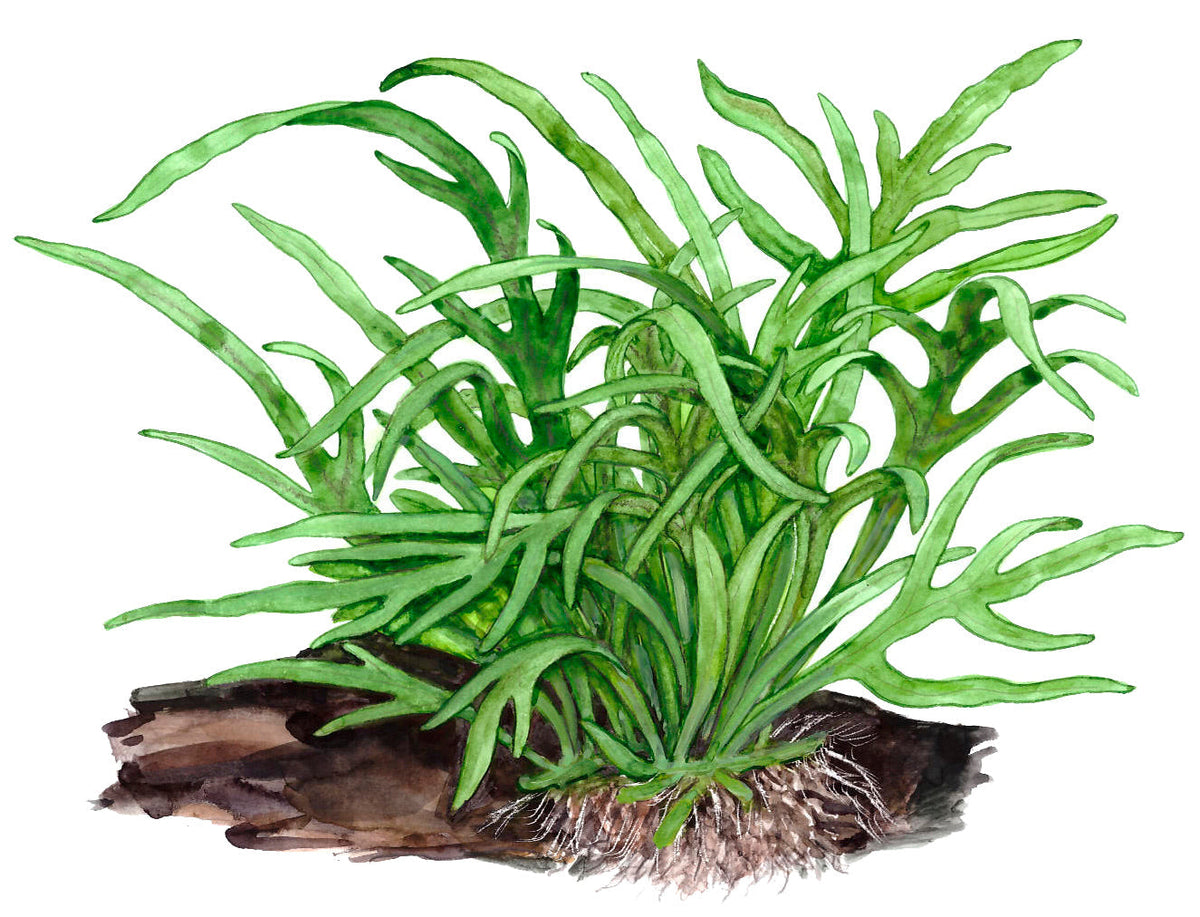 Microsorum pteropus 'Trident'
