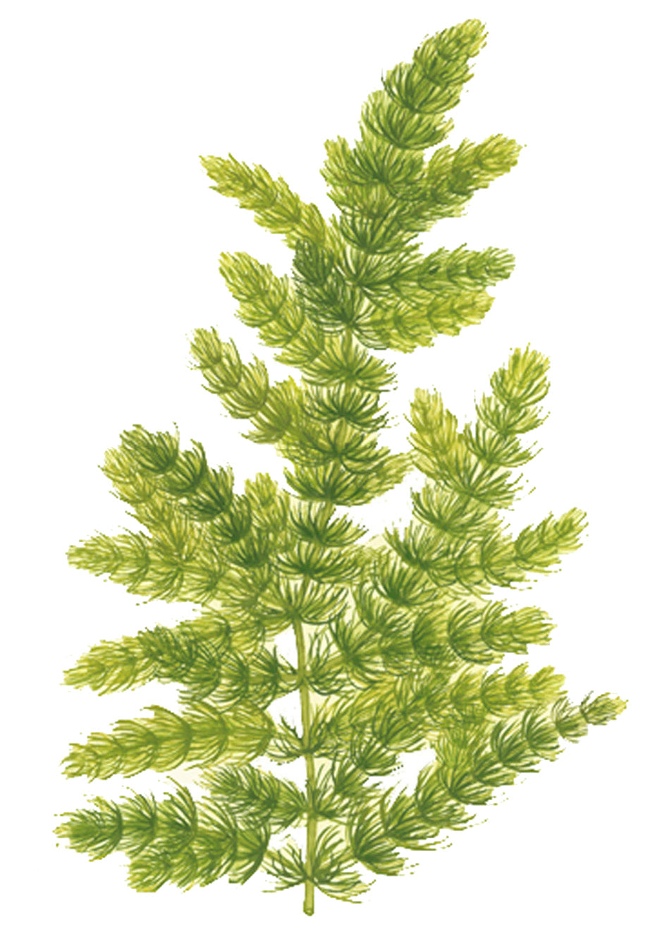 Ceratophyllum demersum