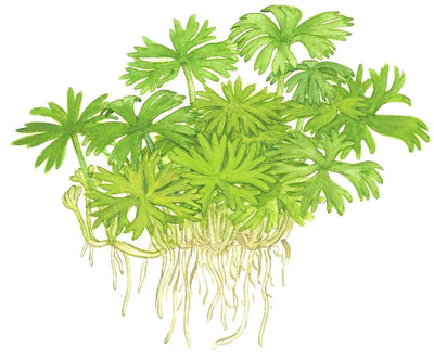 Ranunculus inundatus