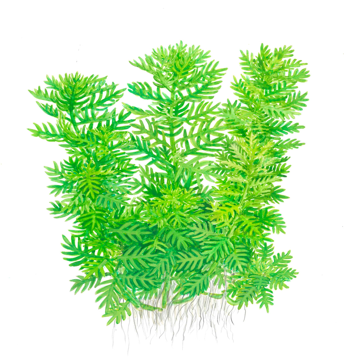 Hottonia palustris