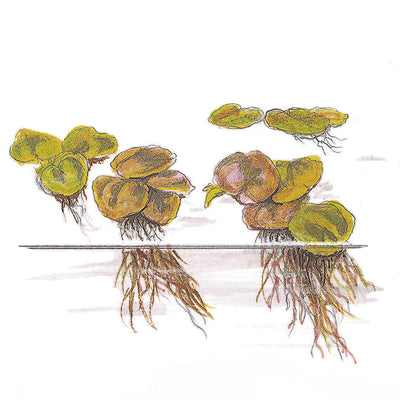 Phyllanthus fluitans