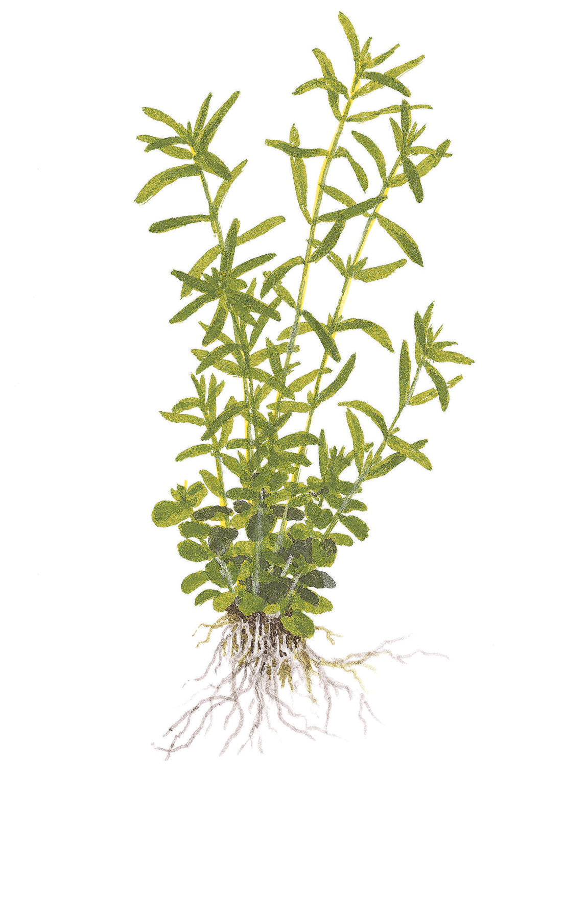 Rotala rotundifolia 'Green'